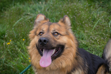 WUTZ, Hund, Deutscher Schäferhund-Mix in Kroatien
