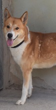 BILBAO, Hund, Akita Inu-Mischling in Spanien