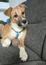 KIMMY, Hund, Mischlingshund in Hannover