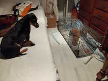 GARFIELD, Katze, Hauskatze in Spanien