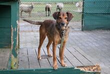 MIKI, Hund, Mischlingshund in Großröhrsdorf