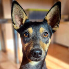 NEFERTARI, Hund, Ratanero/Pinscher in Friedrichshafen