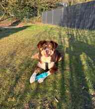 MOKKA, Hund, Mischlingshund in Löhne