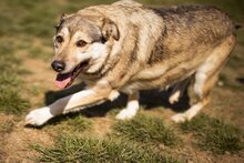 SIBILLA, Hund, Mischlingshund in Kroatien