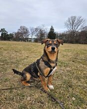 MILO, Hund, Mischlingshund in Nürnberg