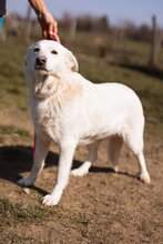 MALENA, Hund, Labrador-Retriever-Mix in Kroatien
