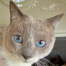 MAURICIO, Katze, Siam Mix in Spanien