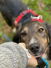 FAY, Hund, Mischlingshund in Roth