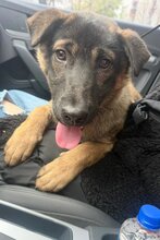 RIO, Hund, Mischlingshund in Kroatien