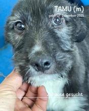 TAMU, Hund, Mischlingshund in Rumänien