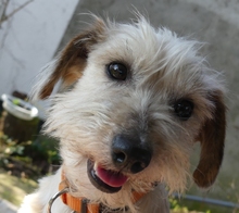 FELI, Hund, Bichon-Mix in Siesbach