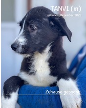 TANVI, Hund, Mischlingshund in Rumänien