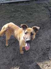 ROVA, Hund, Mischlingshund in Rumänien