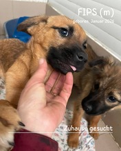 FIPS, Hund, Mischlingshund in Rumänien