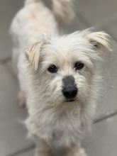 GIOTTO, Hund, Mischlingshund in Rumänien