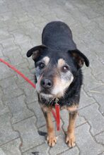 JULIAN, Hund, Mischlingshund in Großröhrsdorf