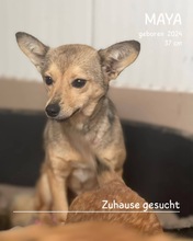 MAYA, Hund, Mischlingshund in Rumänien