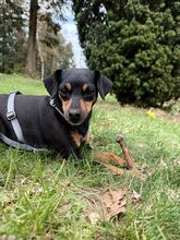 MIA, Hund, Mischlingshund in Seevetal