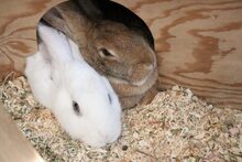 ADA, Hasenartige, Deutsches Riesenkaninchen in Großröhrsdorf