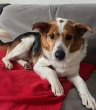 BOBY, Hund, Mischlingshund in Hamburg