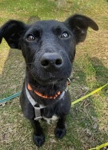 LIVIA, Hund, Mischlingshund in Kaltenkirchen