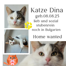 DINA, Katze, Europäisch Kurzhaar in Bulgarien