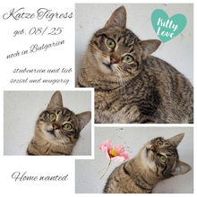 TIGRESS, Katze, Europäisch Kurzhaar in Bulgarien