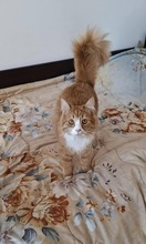 SUZY, Katze, Hauskatze in Bulgarien