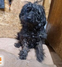 BOGAR9, Hund, Puli (Mischling ?) in Ungarn