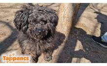 BOGI11, Hund, Puli -Mischling in Ungarn