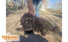 DANA4, Hund, Puli (Mischling?) in Ungarn