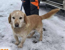 MARDEL, Hund, Mischlingshund in Ungarn