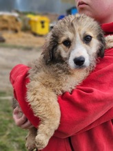 KLARA, Hund, Mischlingshund in Obertrubach