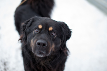 JULITO, Hund, Berner Sennenhund in Rumänien