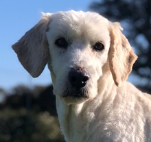 LUCY, Hund, Mischlingshund in Italien