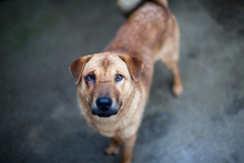 CALEB, Hund, Shar Pei in Rumänien