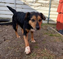 PEPPY, Hund, Mischlingshund in Rumänien