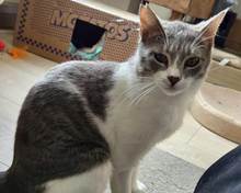 ALBY, Katze, Europäisch Kurzhaar in Bad Oeynhausen