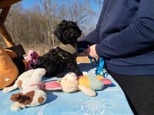 ARTHOS, Hund, Mischlingshund in München