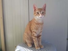 ASTERIA, Katze, Europäisch Kurzhaar in Griechenland