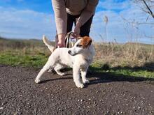 BEETHOVEN, Hund, Mischlingshund in Ungarn