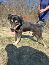 BLACKY, Hund, Mischlingshund in Ungarn