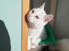 BLANCA, Katze, Europäisch Kurzhaar in Griechenland