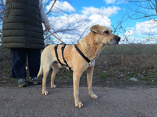 BODZA, Hund, Mischlingshund in Ungarn
