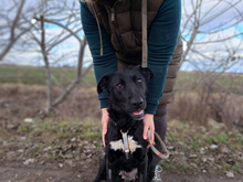 BOGAR, Hund, Mischlingshund in Leutkirch