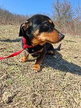 BONBON, Hund, Mischlingshund in Ungarn