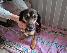 BONO, Hund, Mischlingshund in Zellingen