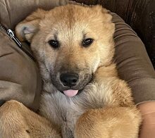 BRUNO, Hund, Mischlingshund in Ungarn