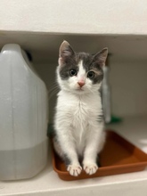 CARMEN, Katze, Europäisch Kurzhaar in Griechenland