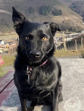 ELLIE, Hund, Mischlingshund in Meckenheim